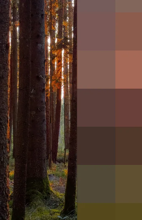 A strip of forest at dusk